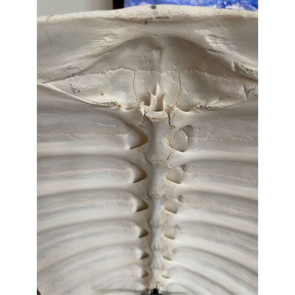 Tortuga Shell Sculpture - Picture 4 of 5